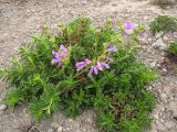 Day 3 - These flowers seemed to have no trouble with poor soil and harsh winters